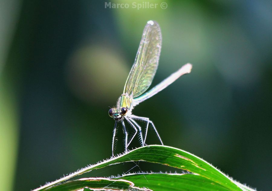 Calopteryx virgo ?